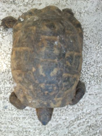 IDENTIFICATION DE MES 4 TORTUES Tortue10