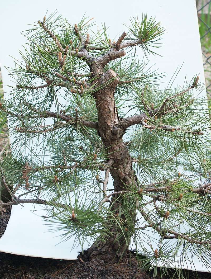 What kind of pine - help ID Pine0111