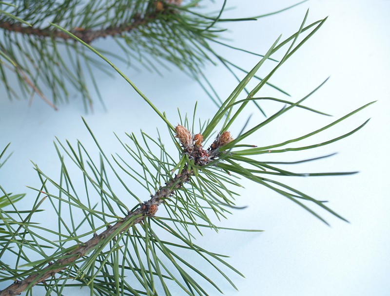 What kind of pine - help ID Pine0212
