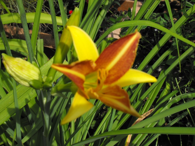 Hemerocalle,Hemerocallis - Page 7 Jardin36