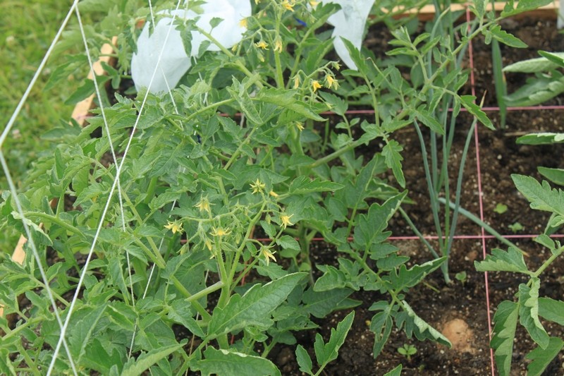 Tomato Tuesday Thread (N&C Midwest).. - Page 3 Img_0024