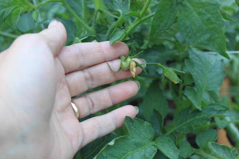 Tomato Tuesday Thread (N&C Midwest).. - Page 4 Img_0033