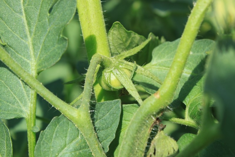 Tomato Tuesday Thread (N&C Midwest).. - Page 4 Img_0036