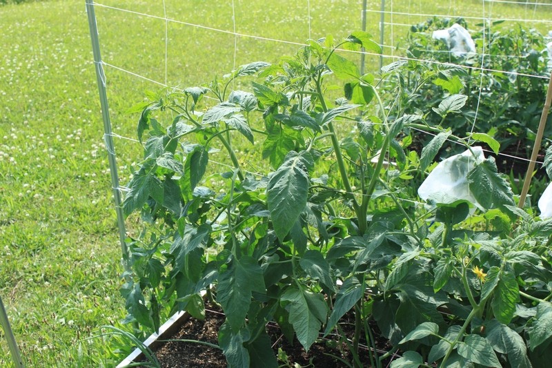 Tomato Tuesday Thread (N&C Midwest).. - Page 4 Img_0038