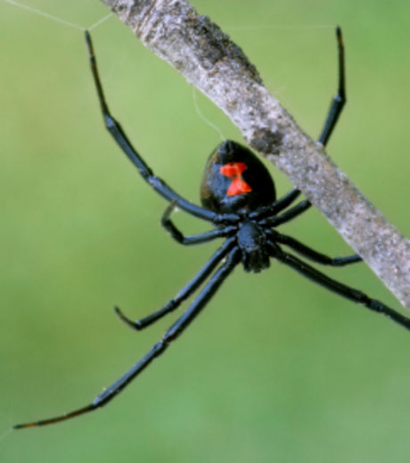 l'agriculture intensive menace les araignées.. Araign10
