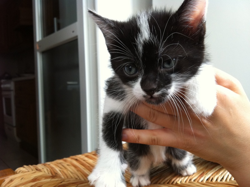 Chatons a adopter à Lyon