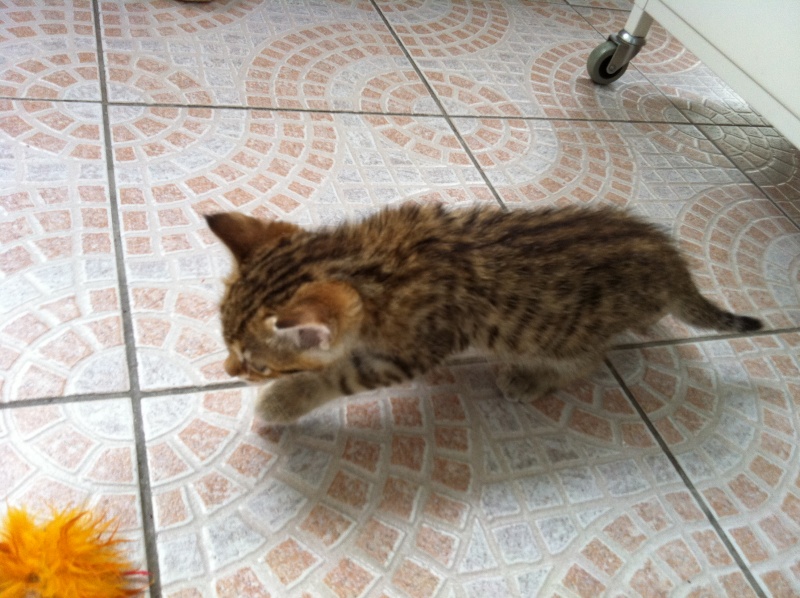 Chatons a adopter à Lyon