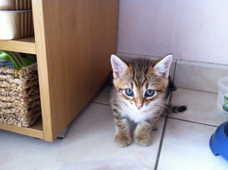 Chatons a adopter à Lyon