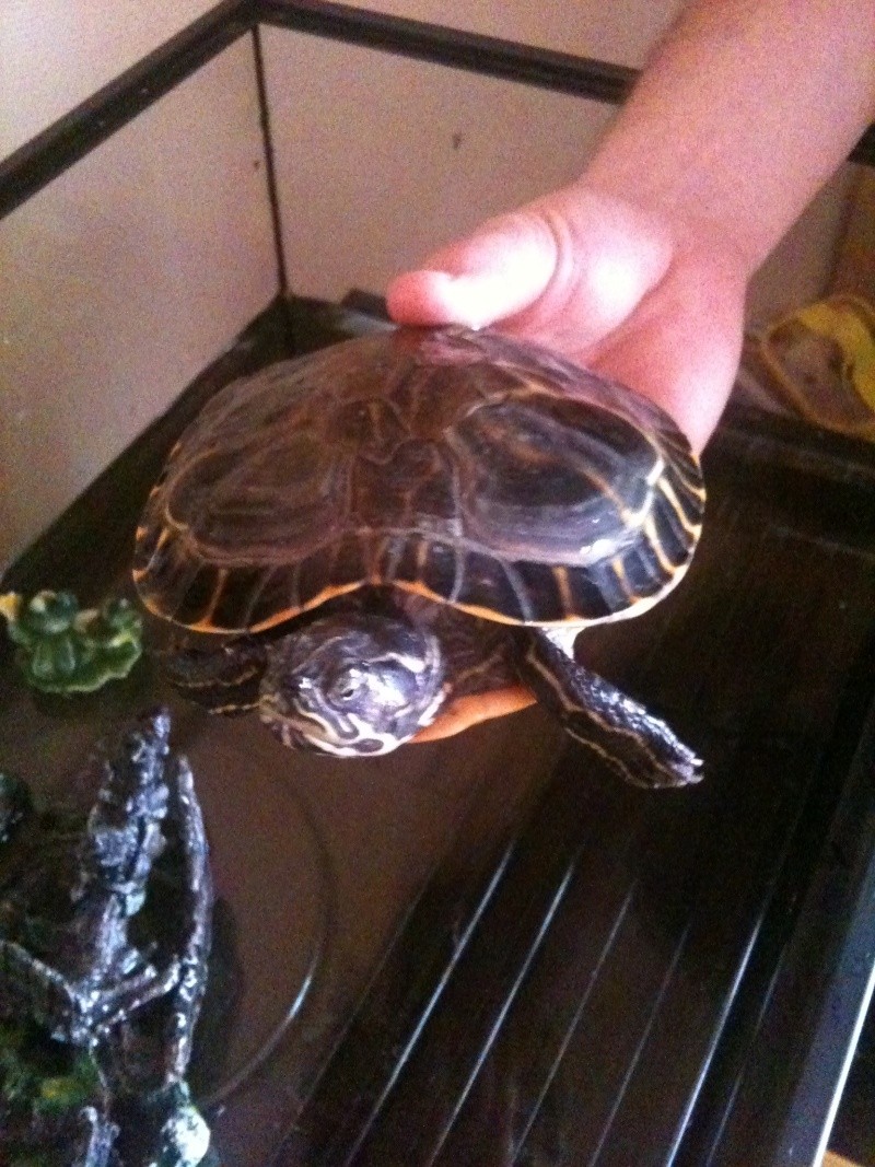 De quel espèce est ma tortue Photo510