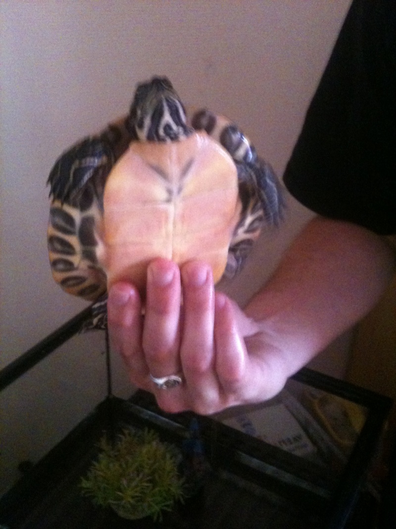 De quel espèce est ma tortue Photo710