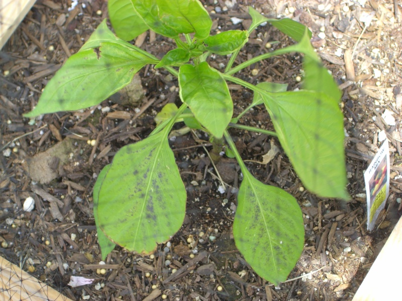 Should I be worried about black "dust" on my peppers? Cimg4811