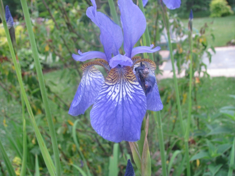Iris siberica 'Blue King' Img_0314