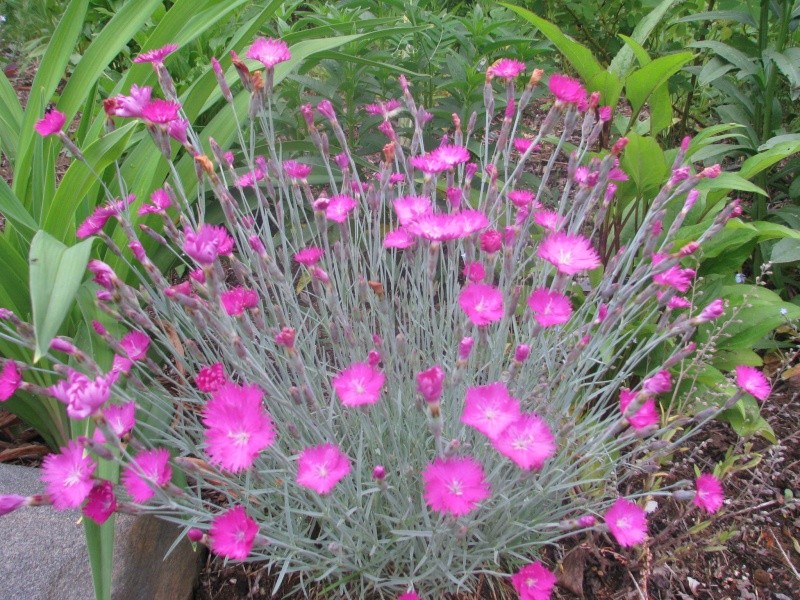 Dianthus 'Firewitch' Img_0412
