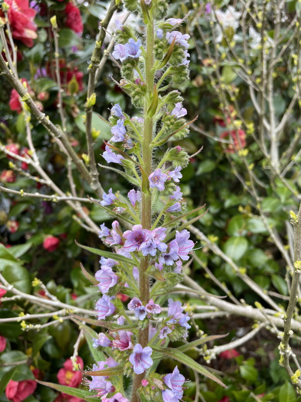 Echium wildpretii - Seite 14 Echium12