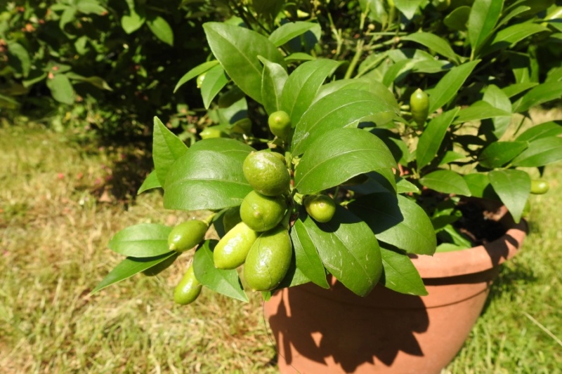 Citrus - alles über Orangen, Zitronen, Limetten, Kumquats: Aussaat, Stecklinge u.v.m. - Seite 6 Limett11