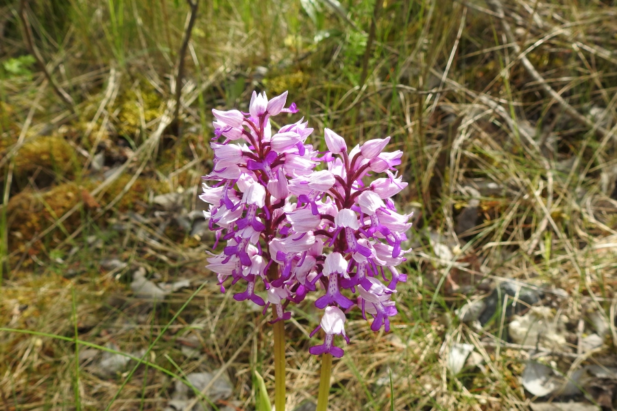 Orchideen 2018 - 2022 Teil 3 - Seite 70 Orchis10