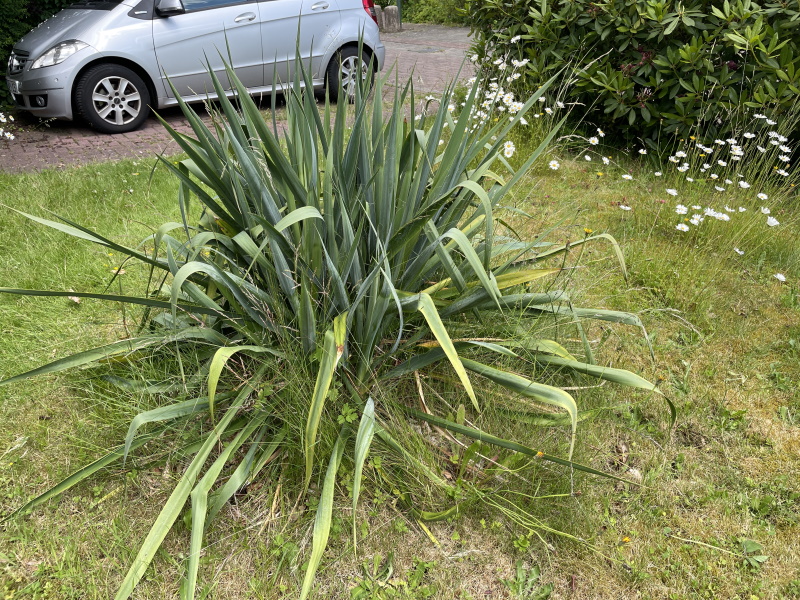 Hang- und Steingartenpflanzen - Seite 38 Yucca10