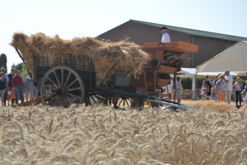 91 - MARCOUSSIS les 1 et 2 septembre 2018 Fête du blé  Dsc_5838