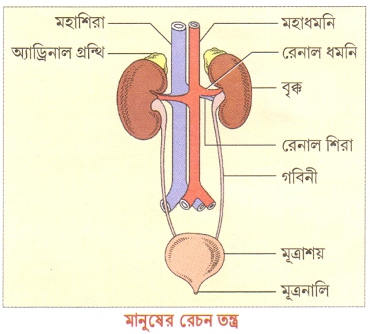 রেচন [Excretion] Scan0010