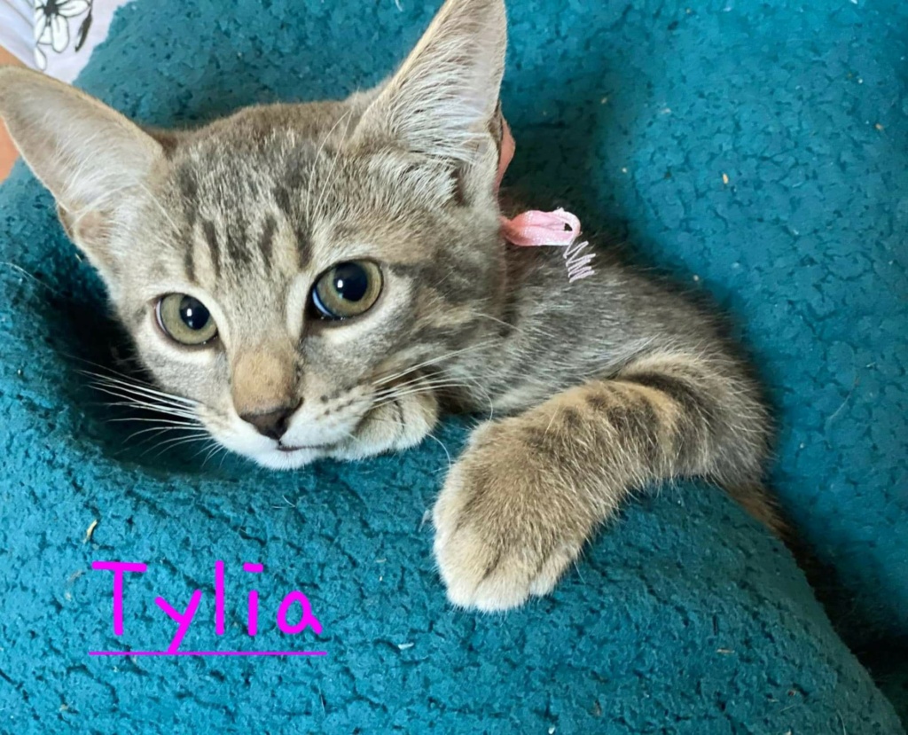 TYLIA, européenne tigrée gris, 8 mois Tylia10