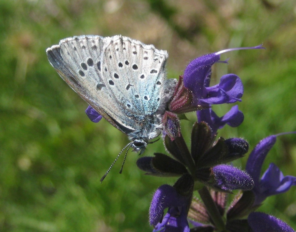 Prads-Haute-Bléone II Img_0516