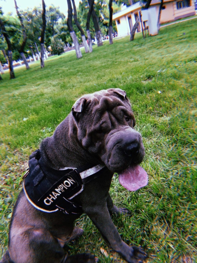 ROMEO (ex BLUE), mâle sharpei, taille moyenne, né environ novembre 2016 - Adopté par Charles (95) 14235912