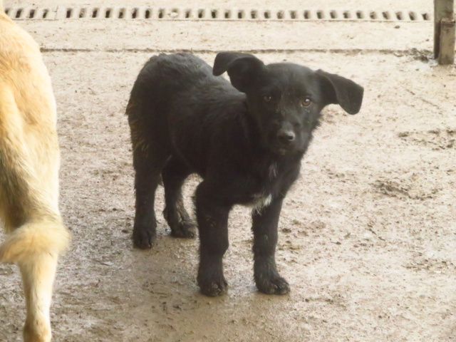 YUMI - chiot femelle, de taille petite à moyenne à l'âge adulte - née environ en août 2022 - REMEMBER ME LAND - en FA chez Nancy (12) - Adopté par Nancy (12) 149