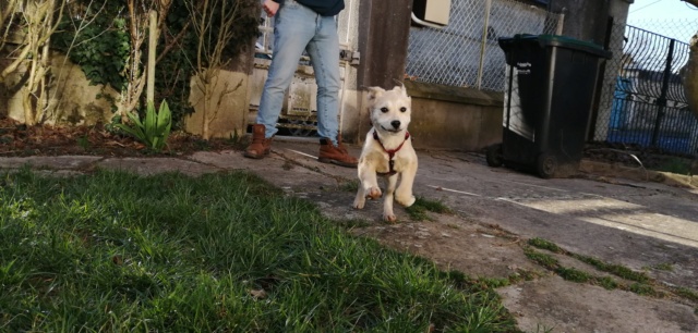 MIETTE (ex FELICIA) - chiot femelle, de taille moyenne à l'âge adulte - née environ en octobre 2020 - REMEMBER ME LAND - Adoptée par Lise et Justin (60) 15522210