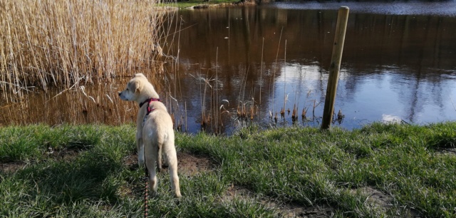 MIETTE (ex FELICIA) - chiot femelle, de taille moyenne à l'âge adulte - née environ en octobre 2020 - REMEMBER ME LAND - Adoptée par Lise et Justin (60) 15713010