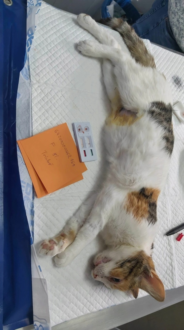 EMERAUDE - chaton femelle, née environ en juillet 2020 - En FA chez Sixtine et Romain (42) - ADOPTEE PAR LAURENCE (42) 16547410