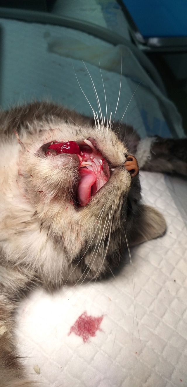 PRISTIE - chaton femelle, née environ en septembre 2020 - A la clinique chez Lucian (Roumanie) - PRISE EN CHARGE PAR ASSO SAUVETAGE ANIMAUX (76) 16986610