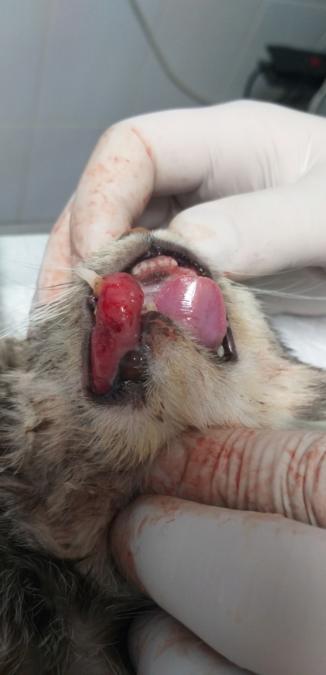 PRISTIE - chaton femelle, née environ en septembre 2020 - A la clinique chez Lucian (Roumanie) - PRISE EN CHARGE PAR ASSO SAUVETAGE ANIMAUX (76) 17003210
