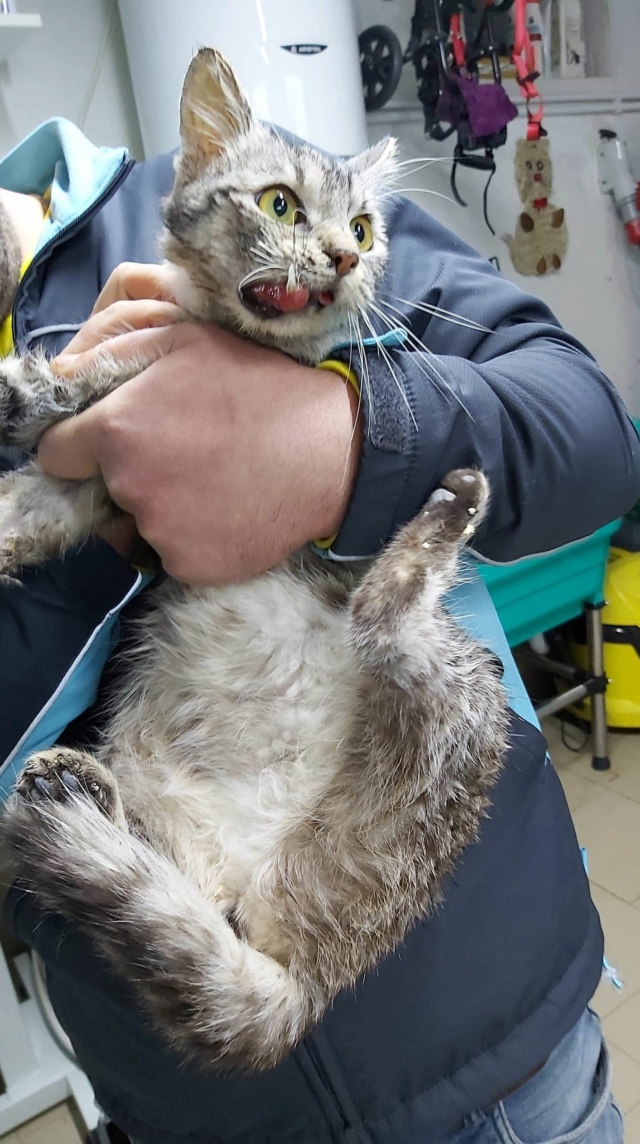 PRISTIE - chaton femelle, née environ en septembre 2020 - A la clinique chez Lucian (Roumanie) - PRISE EN CHARGE PAR ASSO SAUVETAGE ANIMAUX (76) 17015510