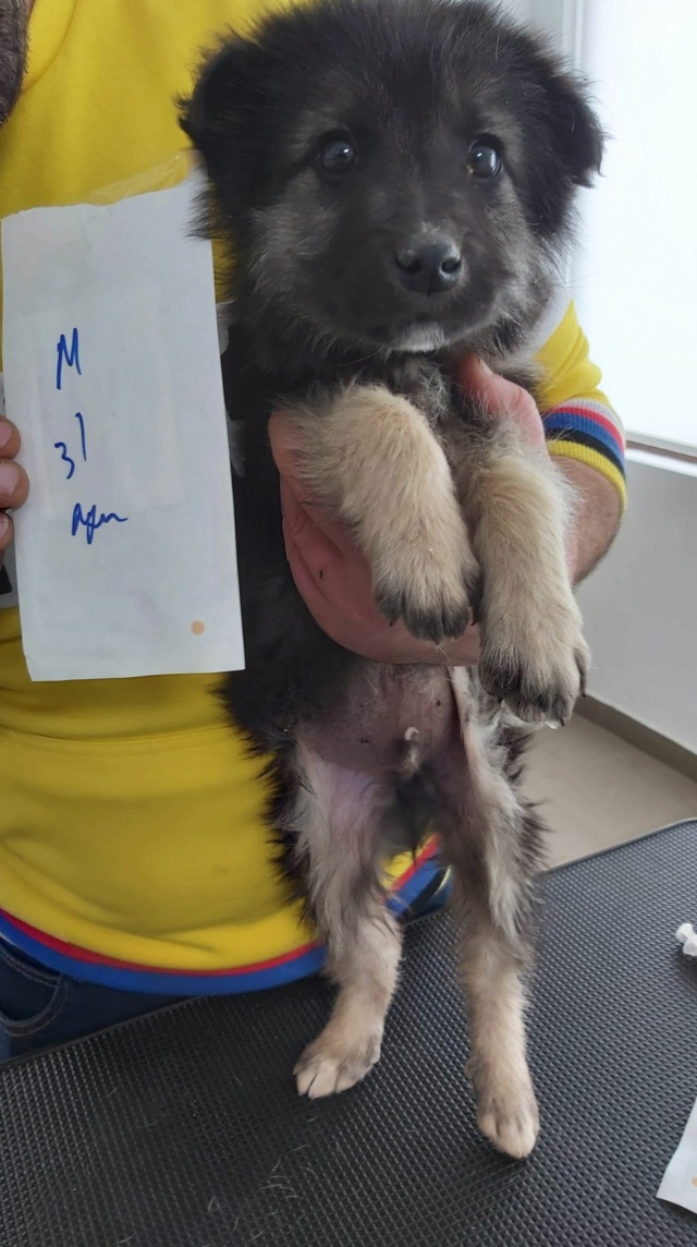 PIKATCHU (ex PISTACHIO) - chiot mâle, de taille petite à moyenne à l'âge adulte - né environ en janvier 2021 - REMEMBER ME LAND - Adopté par Mathilde (54)  17302511