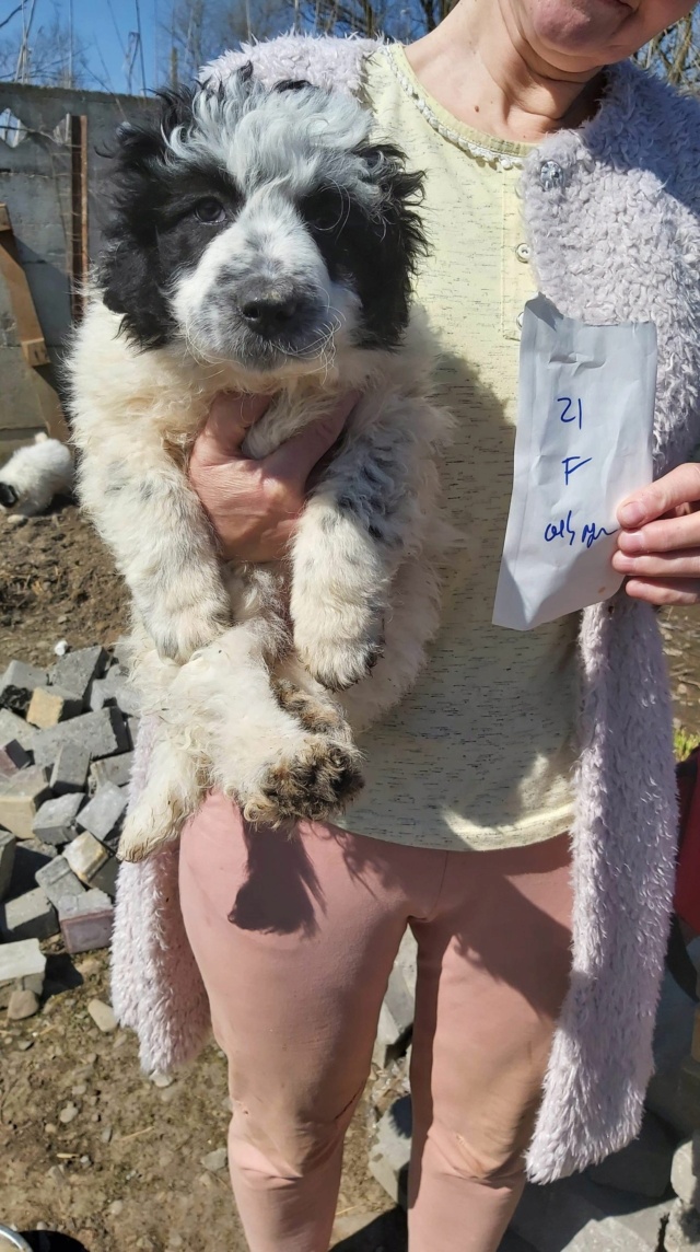 FRISETTE - chiot femelle, de taille moyenne à l'âge adulte - née environ en janvier 2021 - Adoptée par Tomas (73) 17390011