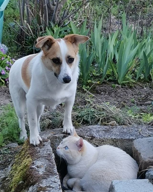 TARA (ex POCKET) - Chiot femelle - taille petite à l'âge adulte - Née environ début novembre 2019 - REMEMBER ME LAND - Adoptée par Murielle (51)  18654410