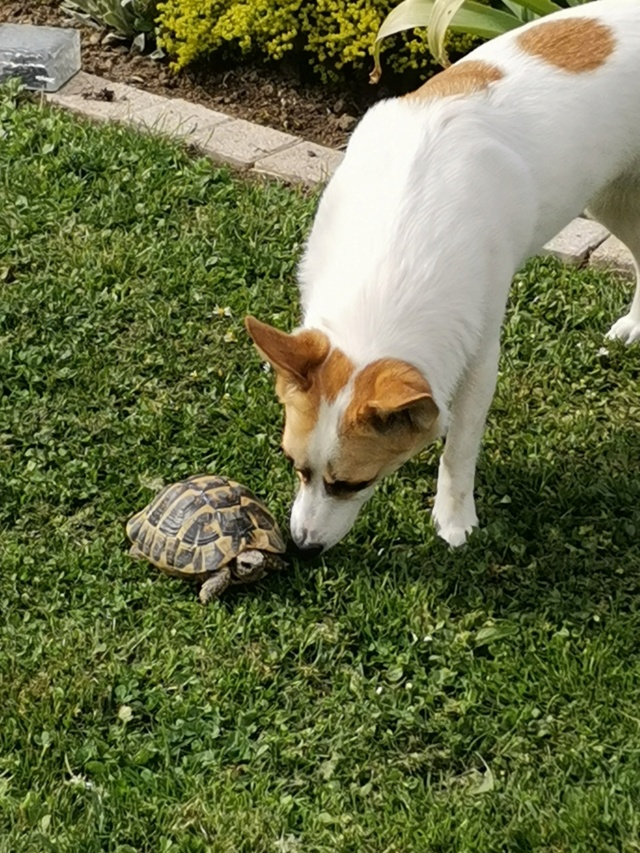 TARA (ex POCKET) - Chiot femelle - taille petite à l'âge adulte - Née environ début novembre 2019 - REMEMBER ME LAND - Adoptée par Murielle (51)  18705310