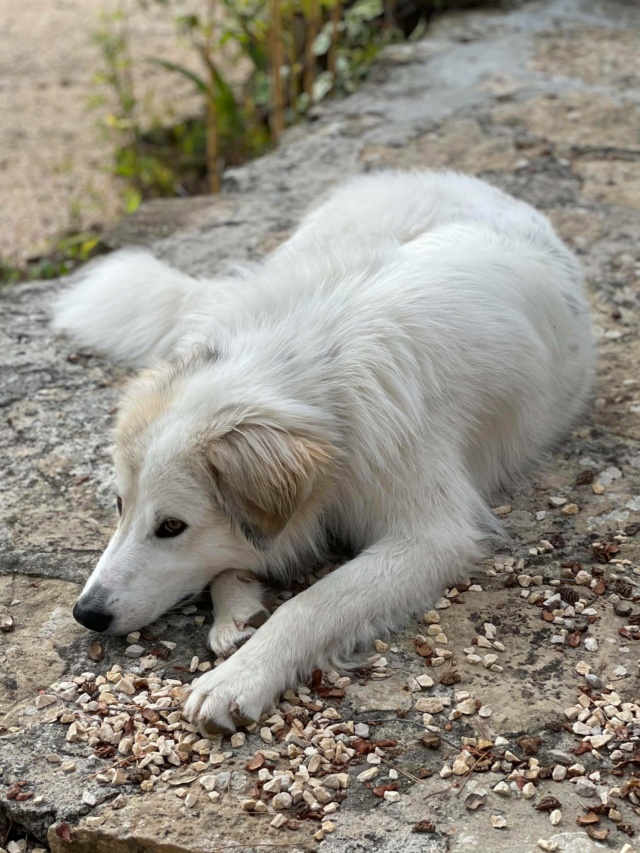 TESS (ex COLOMBE) - chiot femelle, de taille moyenne à l'âge adulte - née environ en avril 2020 - REMEMBER ME LAND - Adoptée par Sara et Alexandre (06)  18893810