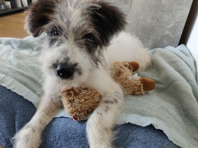 STARK (ex WOODY) - chiot mâle, de taille moyenne à l'âge adulte - né environ en janvier 2021 - Adopté par Sandra (78)  19338410