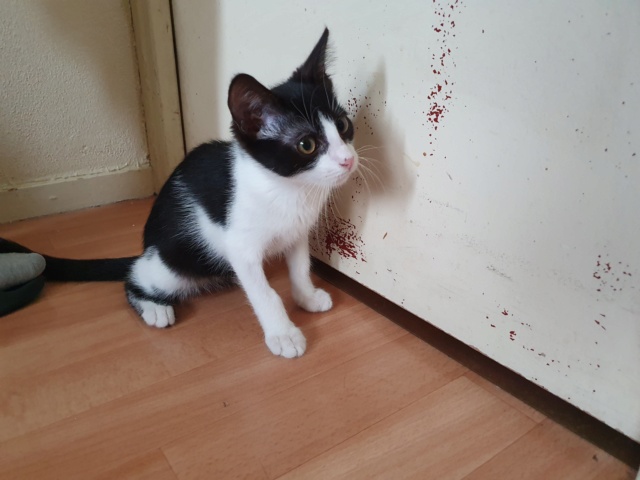 ROBIN, chaton mâle - né en mars 2021 - En FA chez Valérie (92) - Adopté par Lucrèce (92) 1_1212
