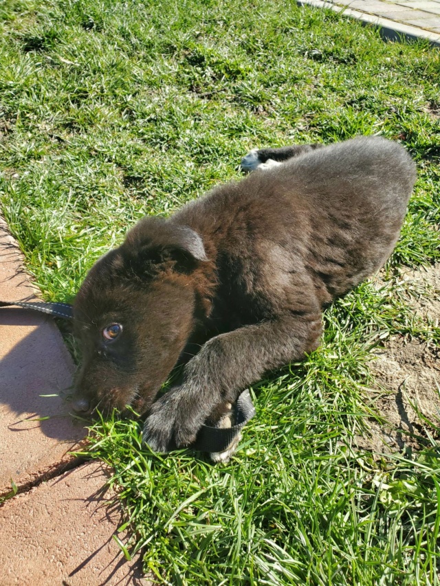 KORRA - chiot femelle, de grande taille à l'âge adulte - née environ en décembre 2022 - (Centre RM Pascani en Roumanie) - ADOPTEE PAR BÉNÉDICTE (28) 1_1235