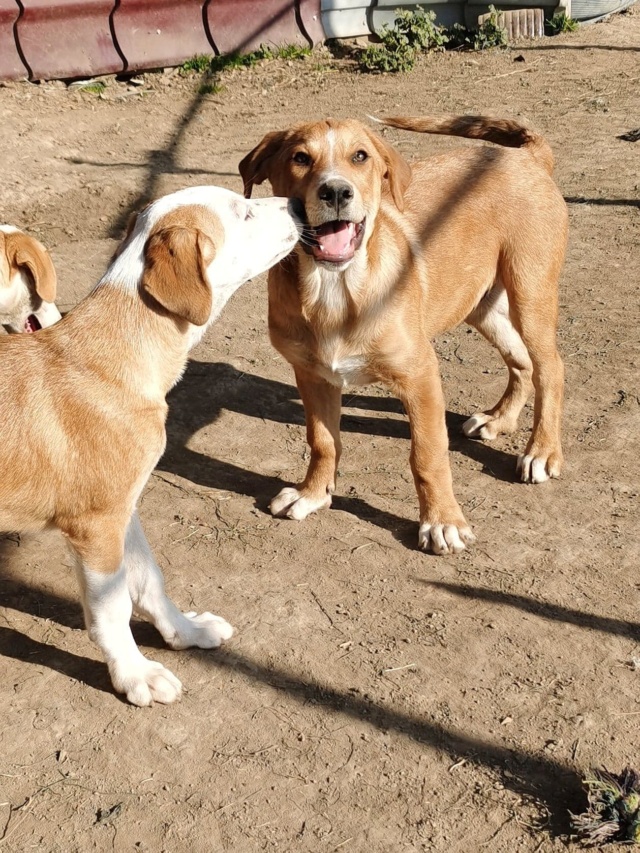 BUGSY - chiot mâle, de taille moyenne à l'âge adulte - né environ en juin 2022 - en FA à Tergu Neamt (Roumanie) - Pris en charge par Friends of Paws'n'Claws (14) 1_1623