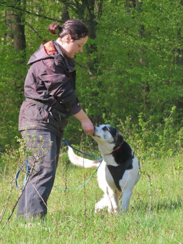 BOKETTO - mâle, de taille moyenne à grande - né environ en juin 2018 - REMEMBER ME LAND - Adopté par Georges et Pascale (59) 1_2124