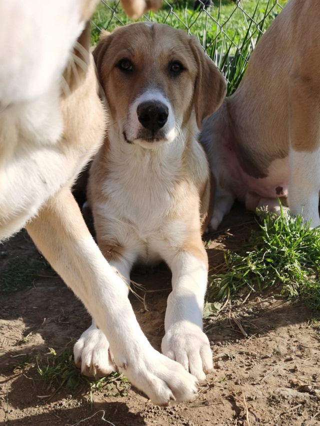 KOFI (ex CAFE) - chiot mâle, de taille moyenne à l'âge adulte - né environ en juin 2022 - en FA à Tergu Neamt (Roumanie) - Adopté par Steve (4020 - Belgique)  1_2319