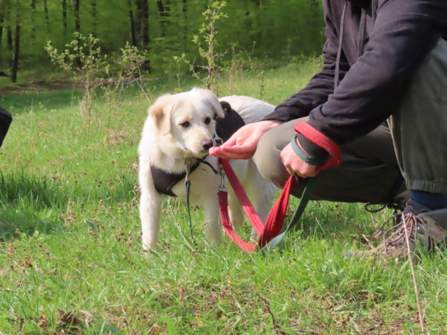 ROCKET (ex RUBAN) - chiot mâle, typé labrador, de taille moyenne à l'âge adulte - né environ en octobre 2022 - REMEMBER ME LAND - Adopté par Elodie (67) 1_255