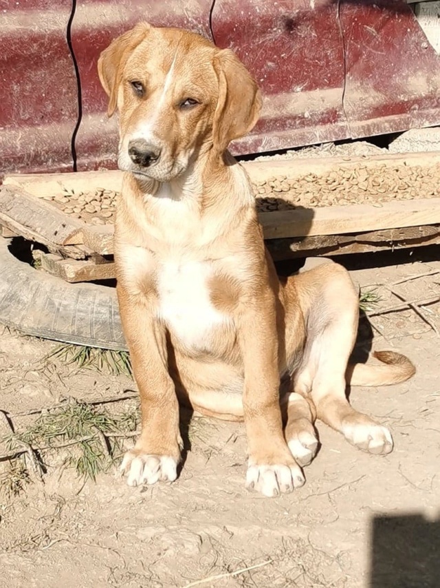 BUGSY - chiot mâle, de taille moyenne à l'âge adulte - né environ en juin 2022 - en FA à Tergu Neamt (Roumanie) - Pris en charge par Friends of Paws'n'Claws (14) 1_3120