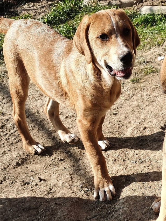 BUGSY - chiot mâle, de taille moyenne à l'âge adulte - né environ en juin 2022 - en FA à Tergu Neamt (Roumanie) - Pris en charge par Friends of Paws'n'Claws (14) 1_3716