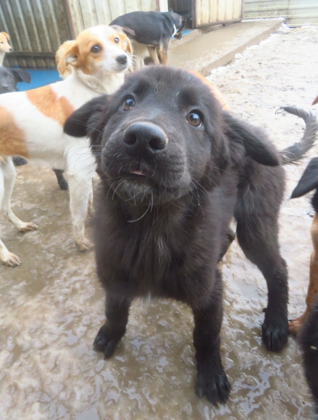 THAO (ex UDYR) - chiot mâle, de taille moyenne à grande taille à l'âge adulte - né environ en août 2022 - REMEMBER ME LAND - Adopté par Joëlle (4100 - Belgique)  1_435