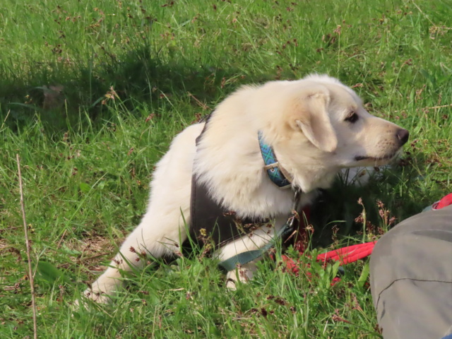 ROCKET (ex RUBAN) - chiot mâle, typé labrador, de taille moyenne à l'âge adulte - né environ en octobre 2022 - REMEMBER ME LAND - Adopté par Elodie (67) 1_555