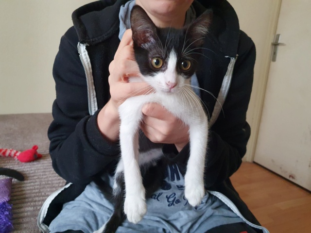ROBIN, chaton mâle - né en mars 2021 - En FA chez Valérie (92) - Adopté par Lucrèce (92) 1_612